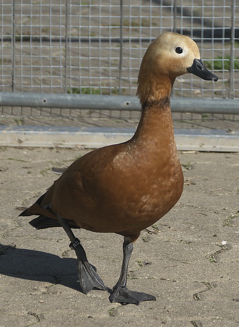 面对