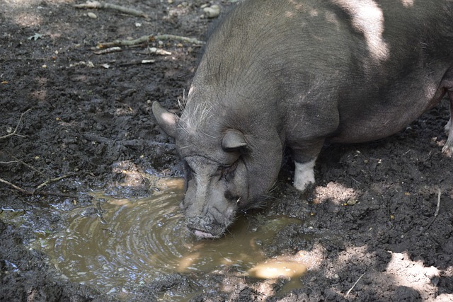 了球队的胜 了球队的胜